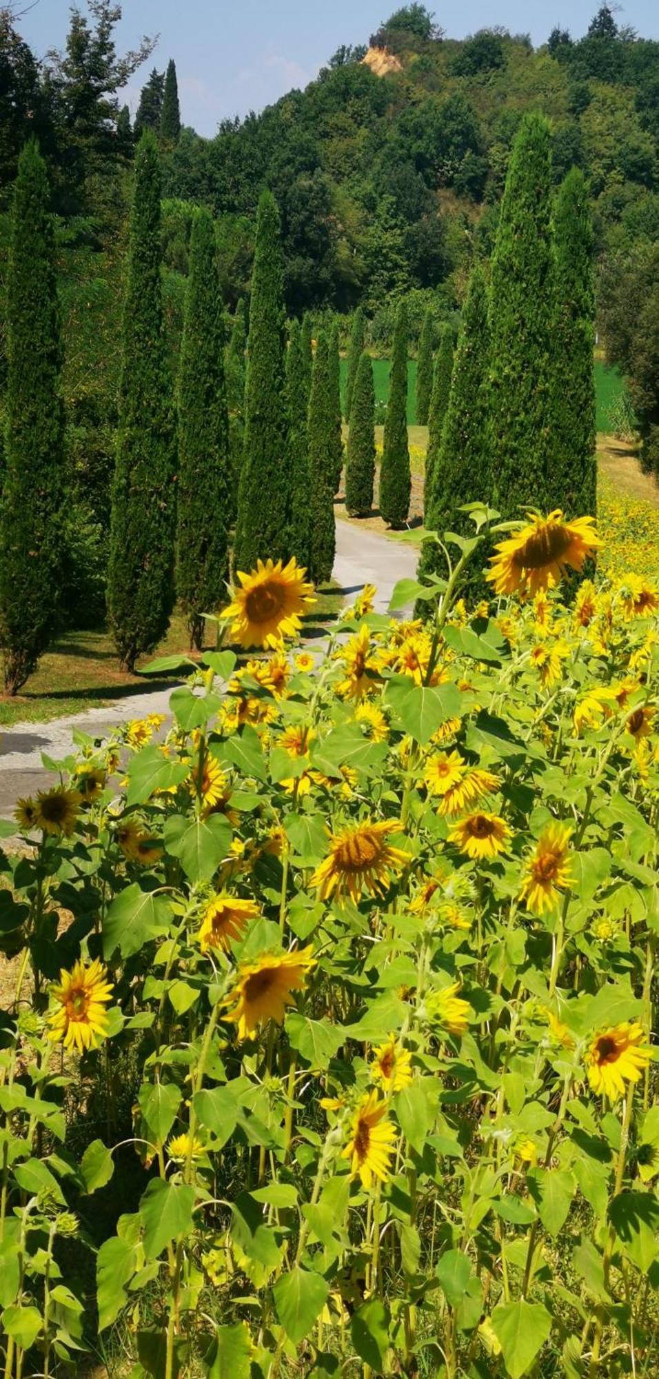 Agriturismo Cascina Cipressa San Romano  المظهر الخارجي الصورة