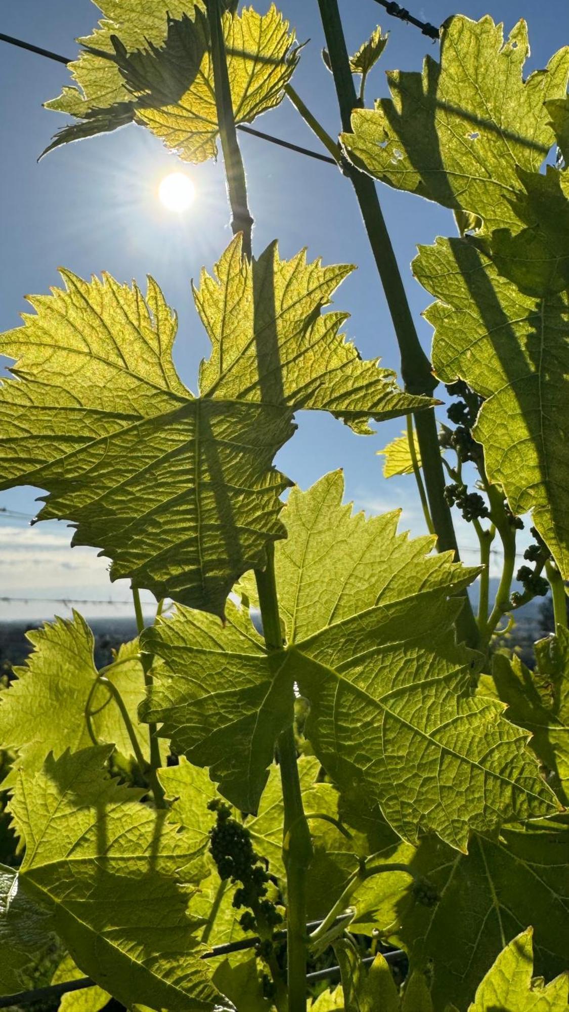 Agriturismo Cascina Cipressa San Romano  المظهر الخارجي الصورة